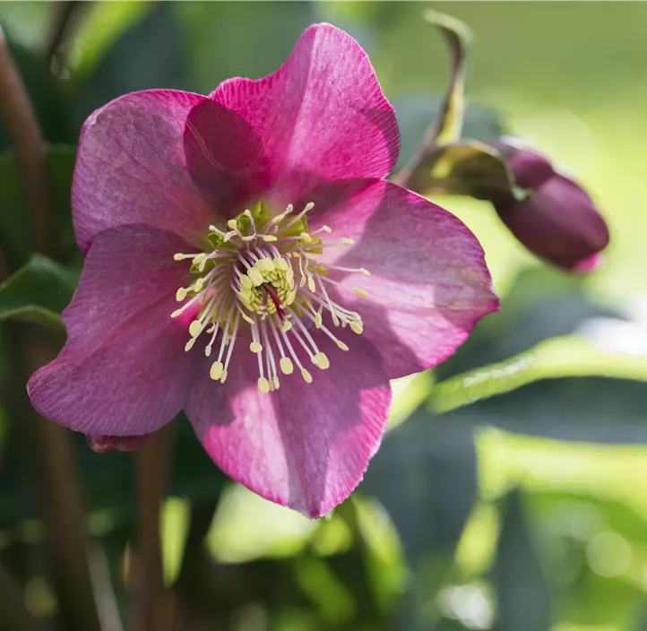 Christrose