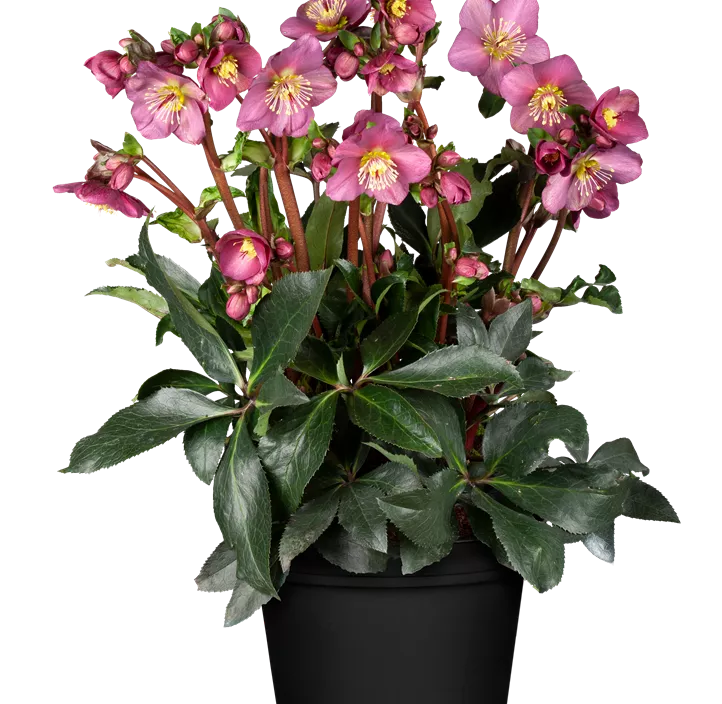 Schneerose 'HGC® Ice N´Roses®'