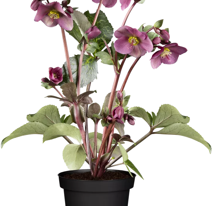 Schneerose 'Frostkiss®' Schneerose 'Frostkiss®'