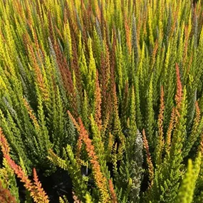 Calluna vulgaris Beauty Ladies Sky Five