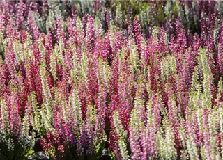 Calluna Beauty Ladies Trios_Image_2013-09-00570.jpg