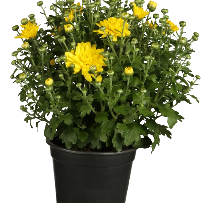 Herbst-Chrysantheme