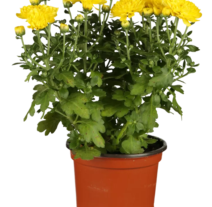 Herbst-Chrysantheme