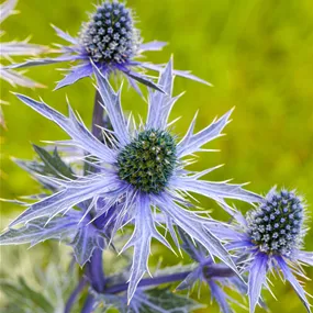 Eryngium planum