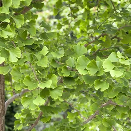Bonsai Ginkgo