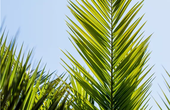 Phoenix canariensis