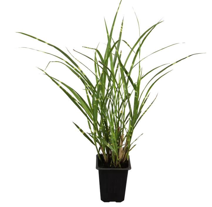 Garten-Chinaschilf 'Zebrinus'