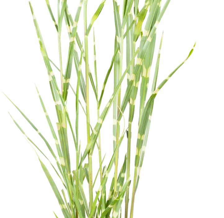 Garten-Chinaschilf 'Zebrinus'