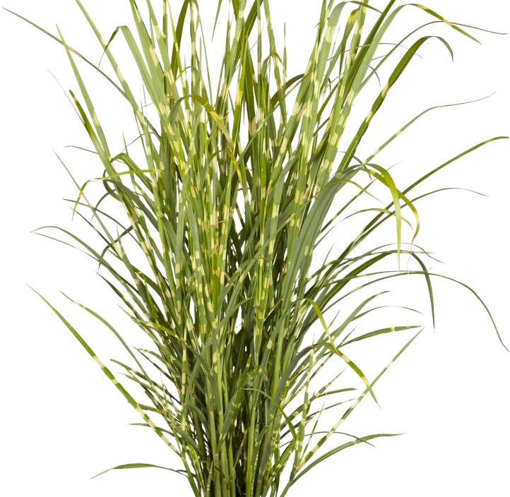 Garten-Chinaschilf 'Zebrinus'