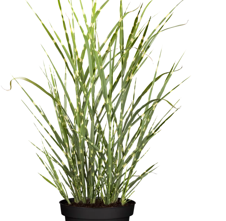 Garten-Chinaschilf 'Zebrinus'