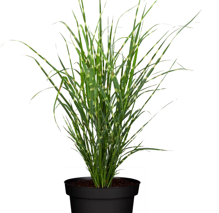 Garten-Chinaschilf 'Zebrinus'