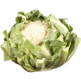 Brassica oleracea
