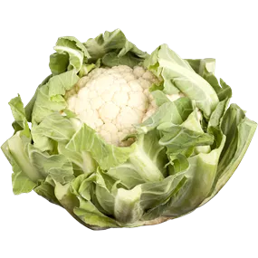 Brassica oleracea