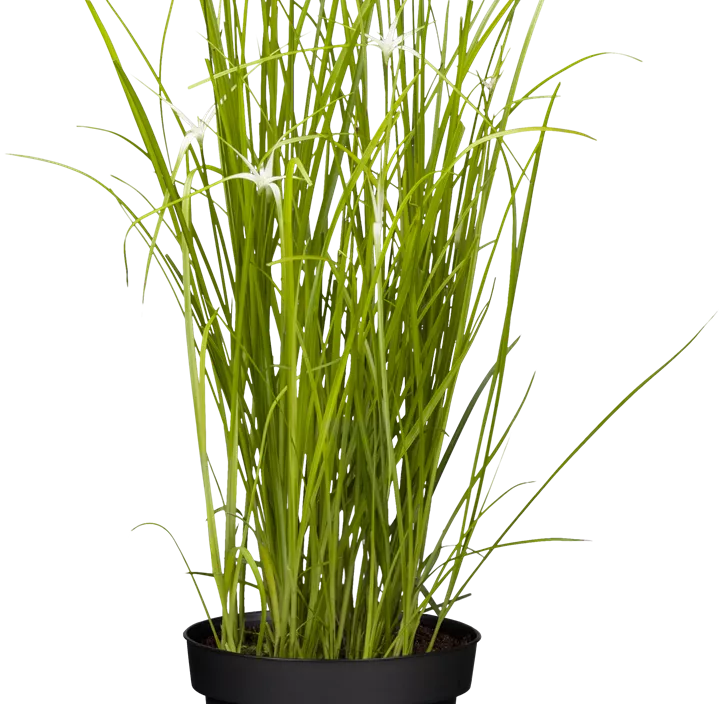 Sternengras Sternengras