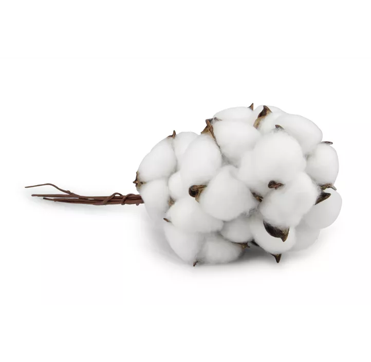 Baumwollfrucht am Draht