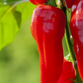Capsicum annuum 'Snack Pepper'