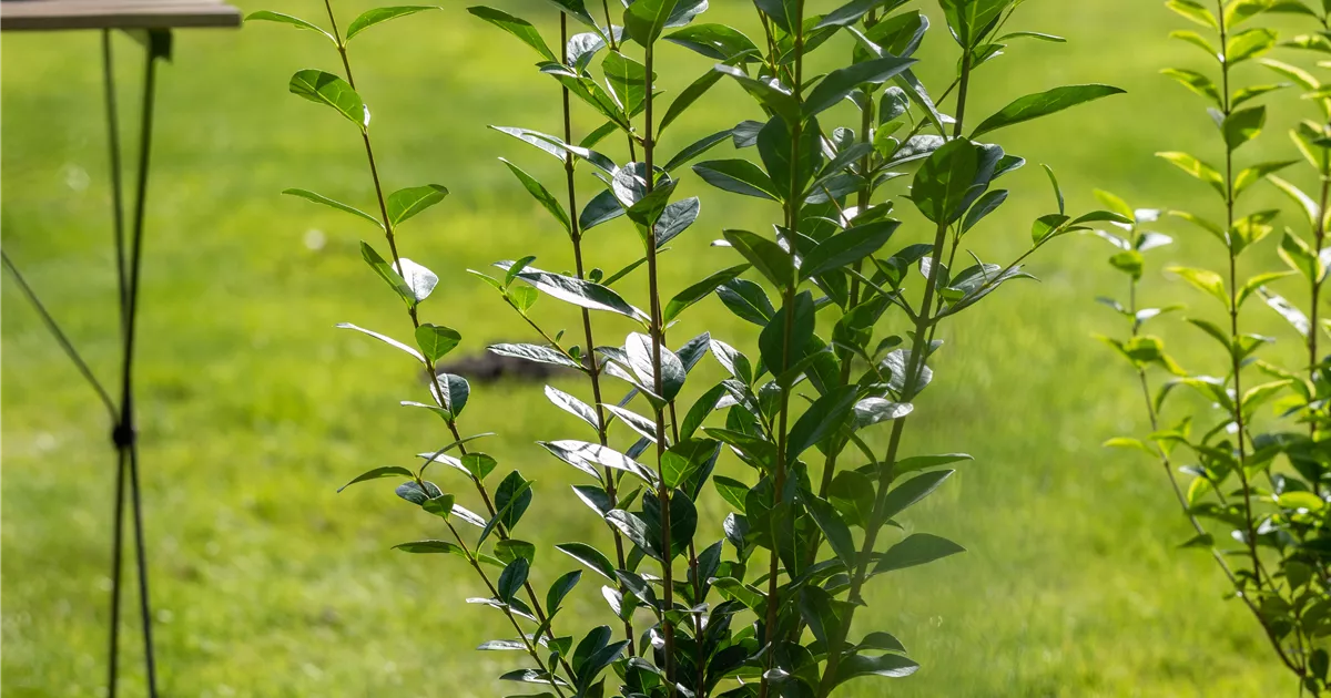 Ligustrum ovalifolium, Ligusterhecke - Bellaflora