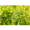 bellaflora Gartencenter GmbH