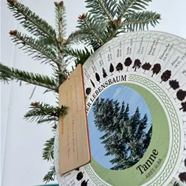 Abies alba (Keltischer Baumkreis)