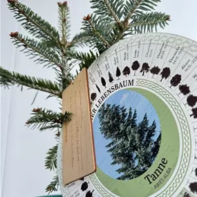 Abies alba (Keltischer Baumkreis)