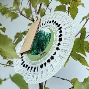 Betula pendula (Keltischer Baumkreis)