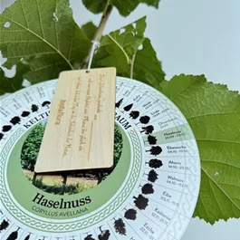 Corylus avellana (Keltischer Baumkreis)
