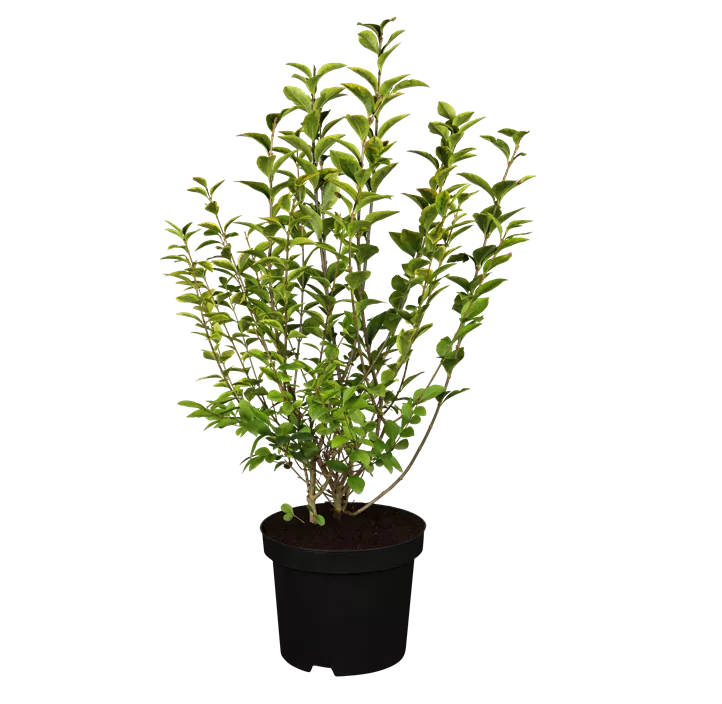 Goldliguster 'Aureum'