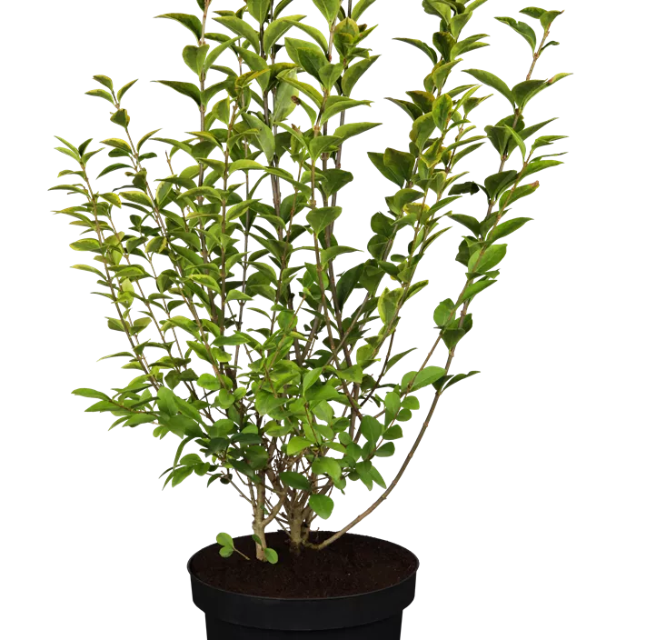 Goldliguster 'Aureum' Goldliguster 'Aureum'