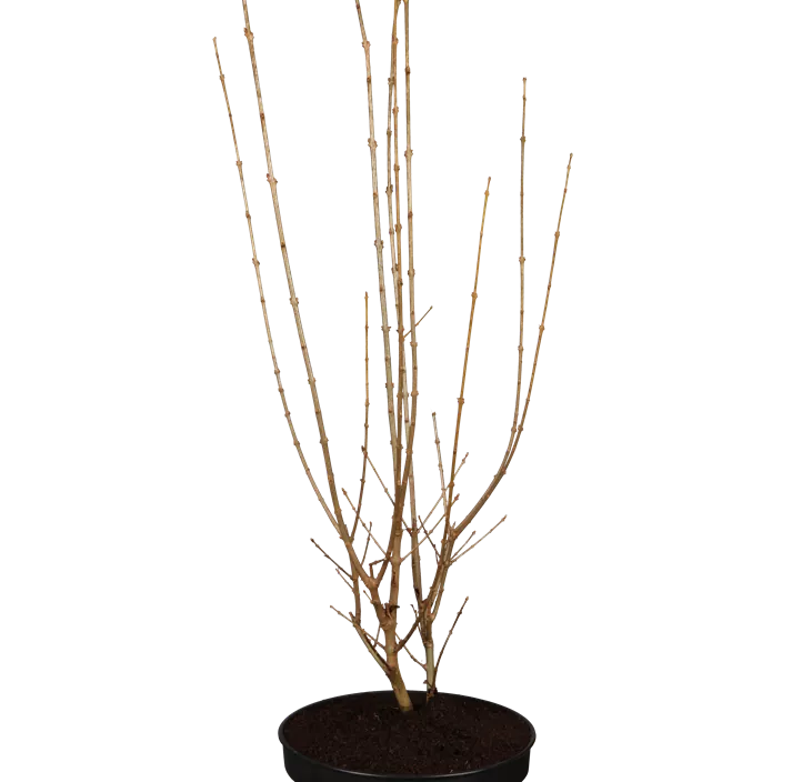 Goldliguster 'Aureum' Goldliguster 'Aureum'