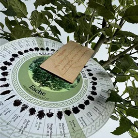 Fraxinus excelsior (Keltischer Baumkreis)