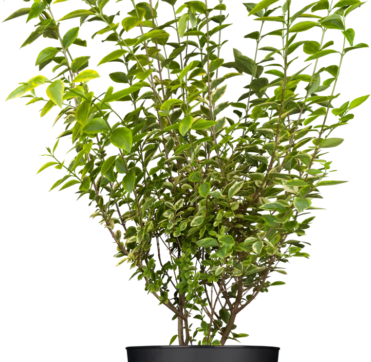 Goldliguster 'Aureum' Goldliguster 'Aureum'