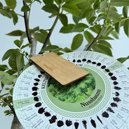 Juglans regia (Keltischer Baumkreis)