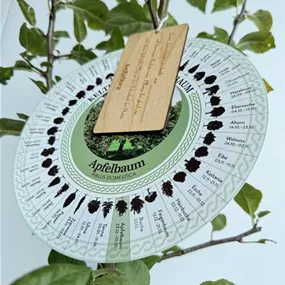 Malus domestica (Keltischer Baumkreis)