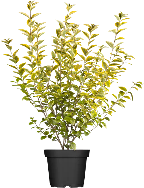 philodendron pastazanum pflege Philodendron Pastazanum 'Silver' – Foliage Dreams main image 0