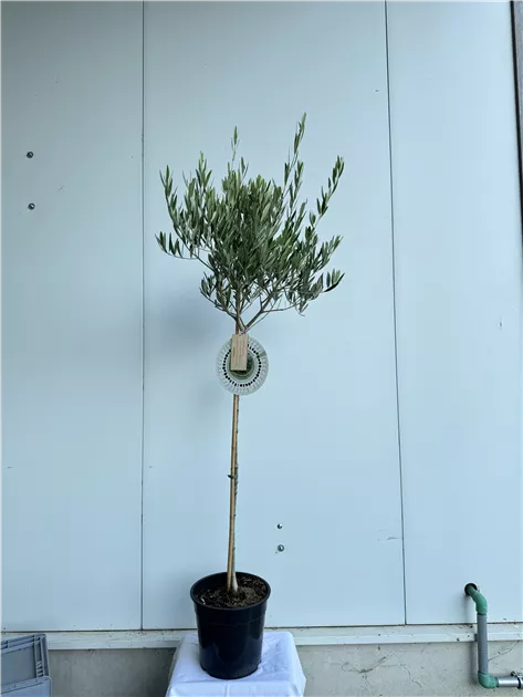 sansevieria trifasciata hahnii jade Shop 'Sansevieria hahnii Black Jade' Care & Growing Guide