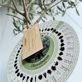 Olea europaea (Keltischer Baumkreis)