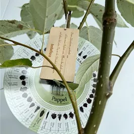 Populus tremula (Keltischer Baumkreis)