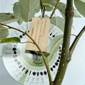 Populus tremula (Keltischer Baumkreis)