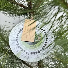 Pinus nigra nigra (Keltischer Baumkreis)