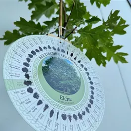 Quercus rubra (Keltischer Baumkreis)