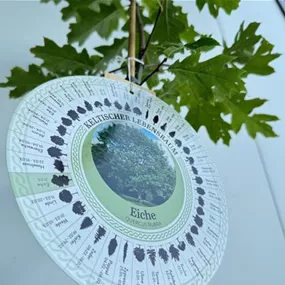 Quercus rubra (Keltischer Baumkreis)