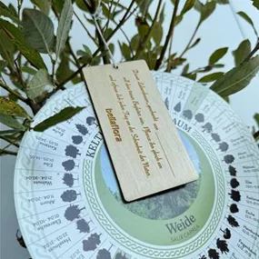 Salix caprea (Keltischer Baumkreis)