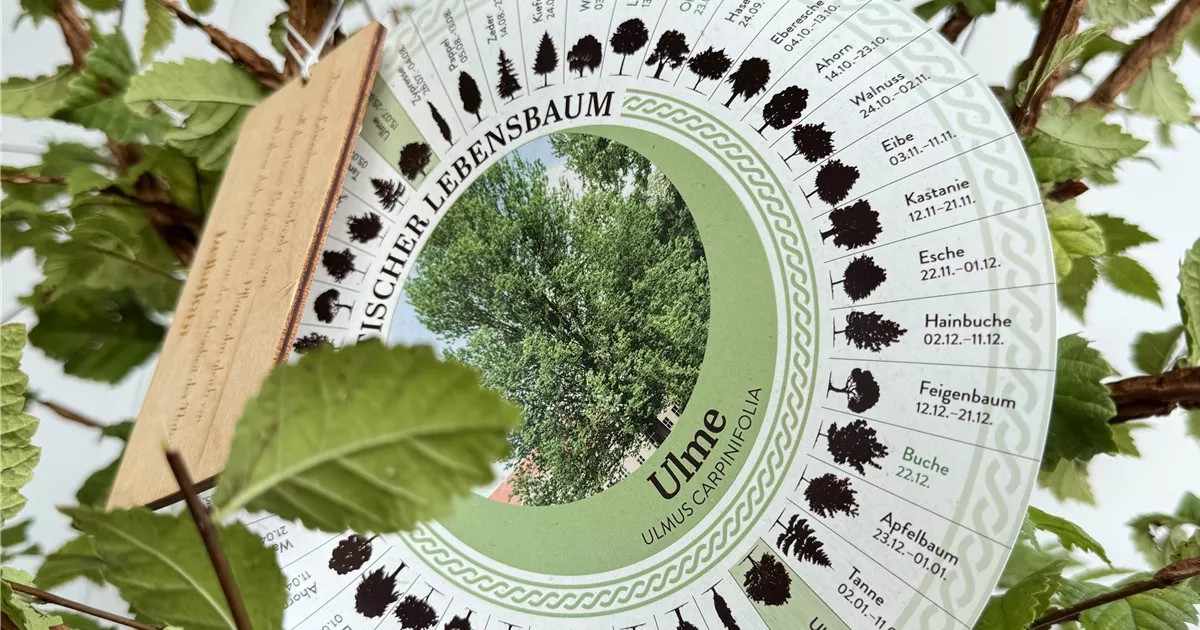 Ulmus carpinifolia (Keltischer Baumkreis), Lebensbaum Ulme - Bellaflora