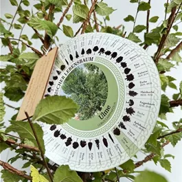 Ulmus carpinifolia (Keltischer Baumkreis)