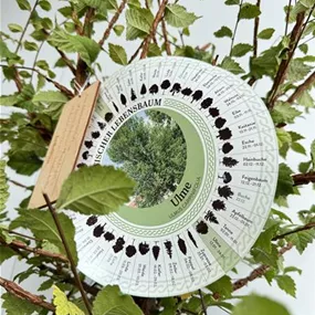 Ulmus carpinifolia (Keltischer Baumkreis)