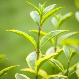 Ligustrum ovalivolium Aureum
