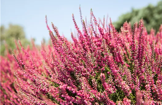 Calluna