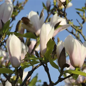 Magnolia soulangeana Heaven Scent (Lieferartikel)