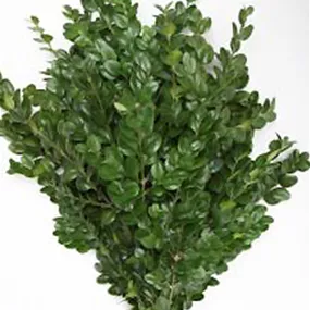 Buchs Großbund Buchs Großbund