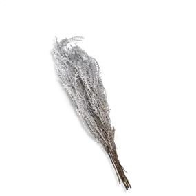 Grevilleazweig Ivanhoe Bund Grevilleazweig Ivanhoe Bund